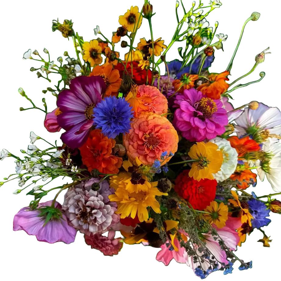 Bouquet Mix Wildflower plant