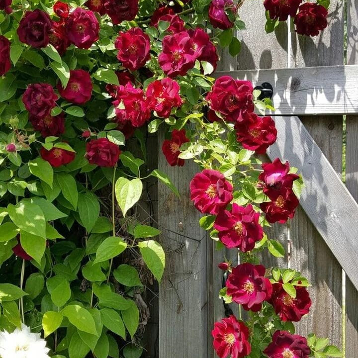 Red Climbing Rosa plant