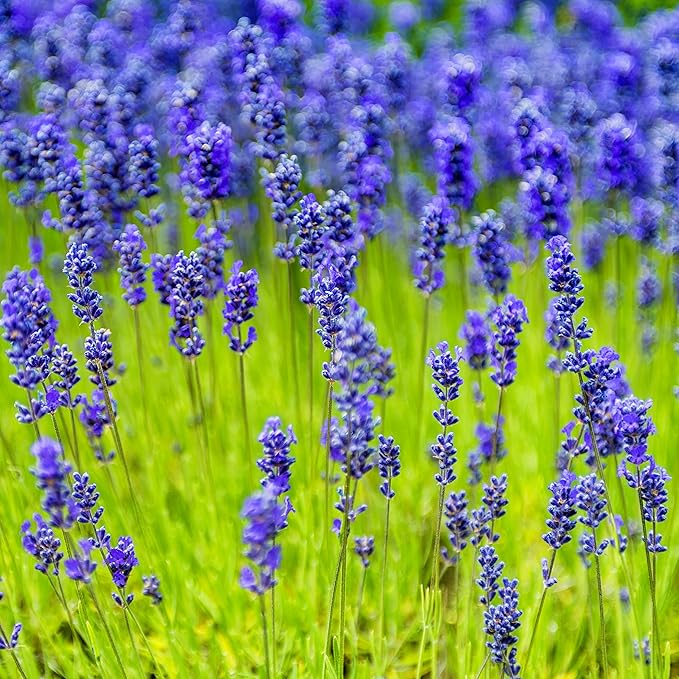 Blue Munstead flower seeds