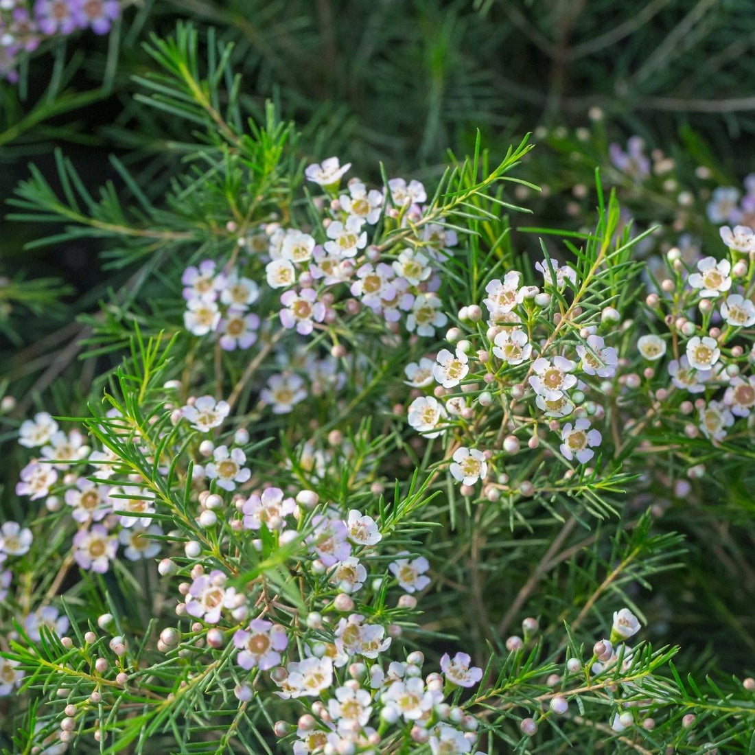 Geraldton flower seeds