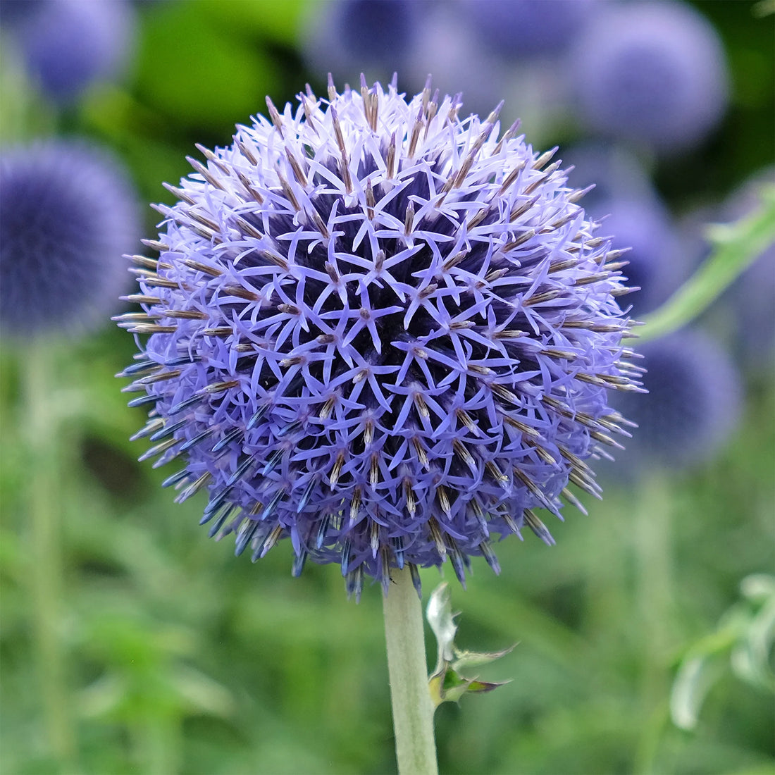 Blue Globe flower seeds