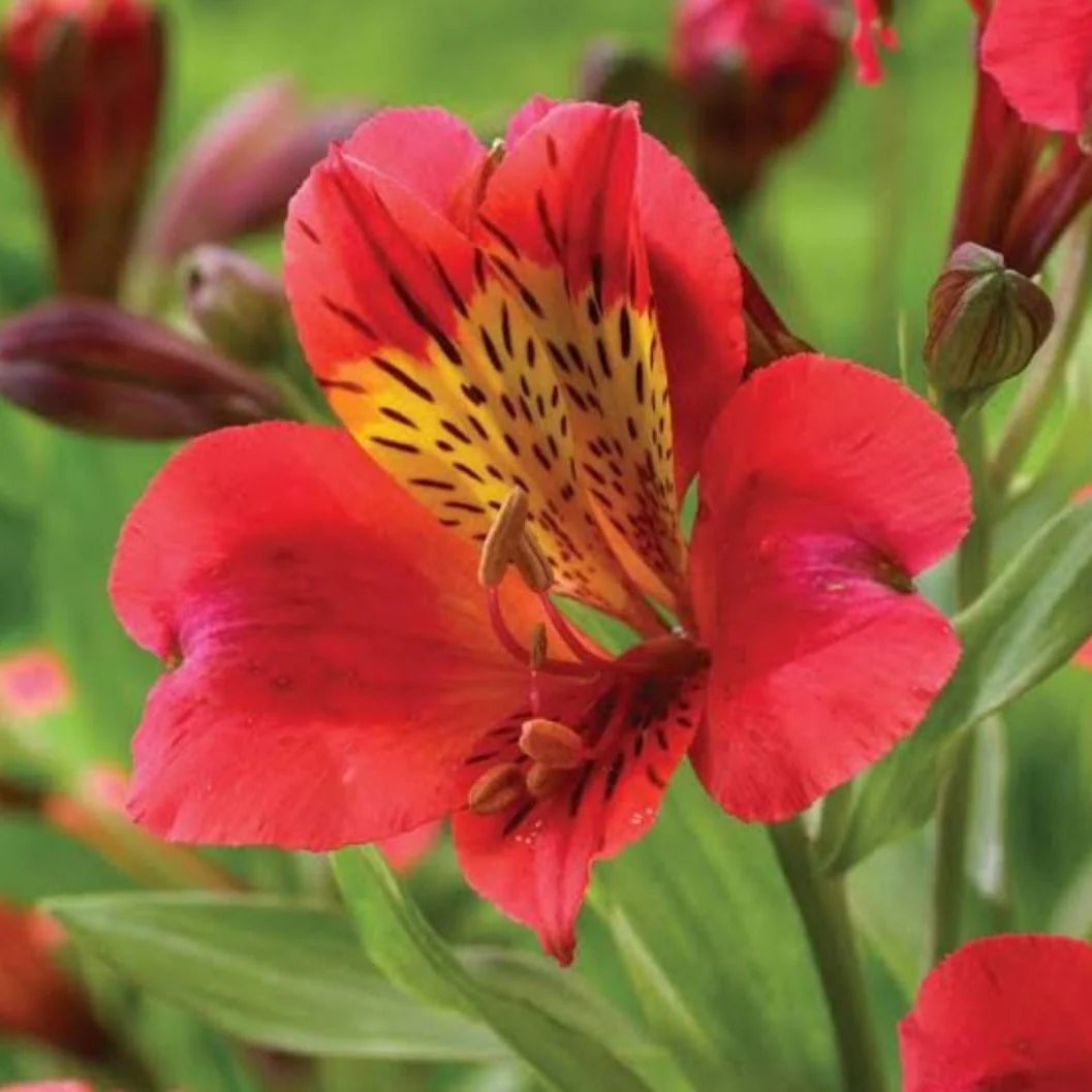 Alstroemeria flower seeds