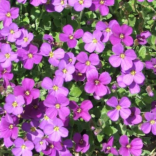 Purple Cascading flower seeds