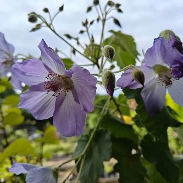 Blue Striatum Abutilon plant