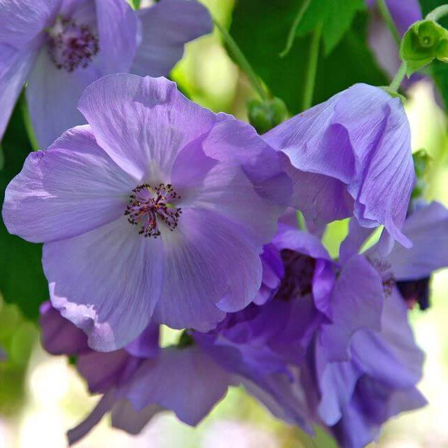Blue Striatum Abutilon plant