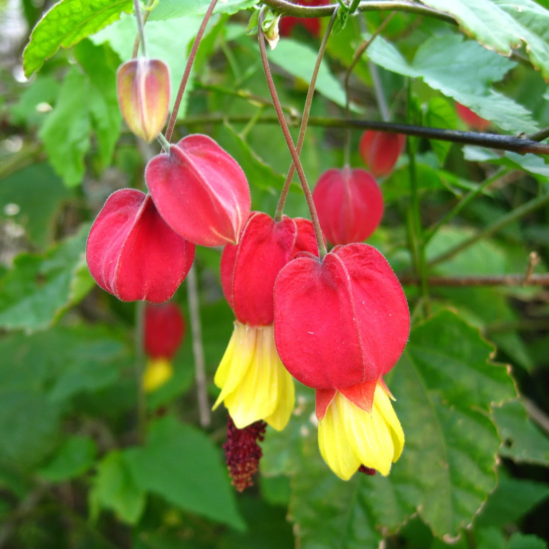 Yellow Red flower seeds