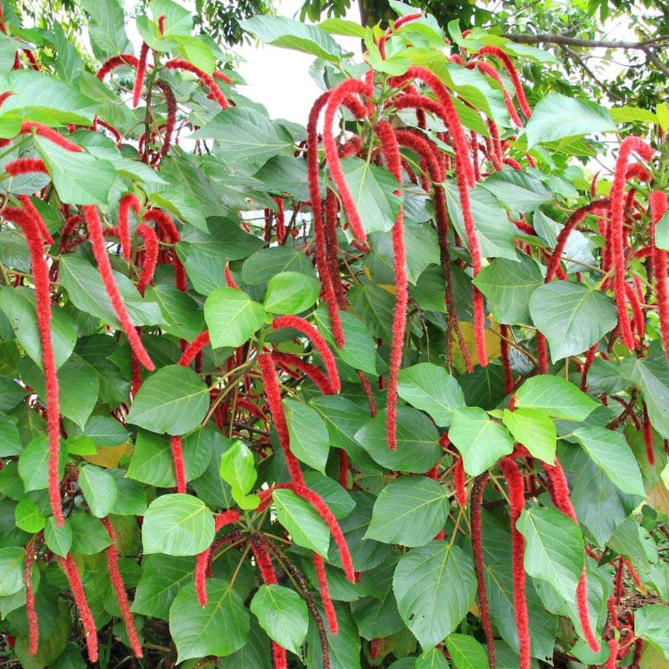 Kitten Tail Acalypha plant