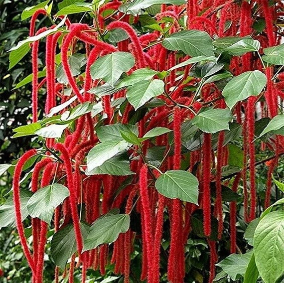 Acalypha plant