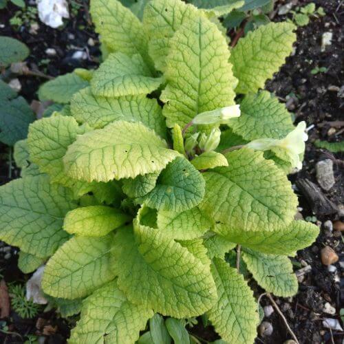 Light Blue Primula plant