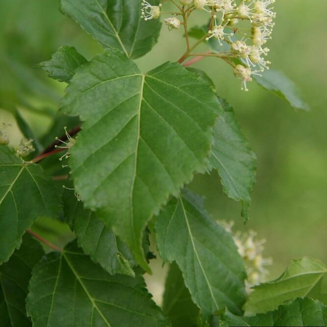 tataricum Tatarian Maple plant