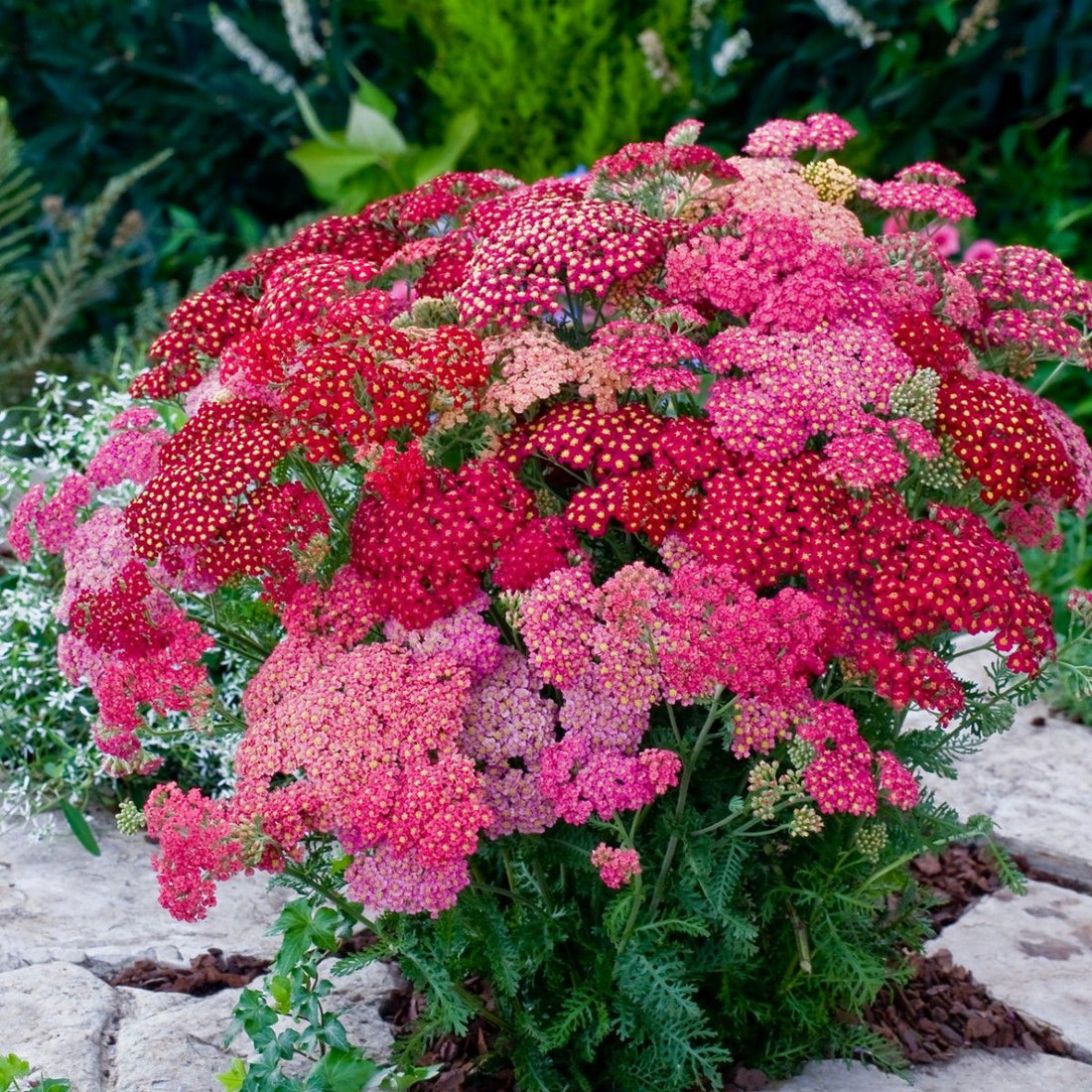 Achillea Millefolium flower seeds