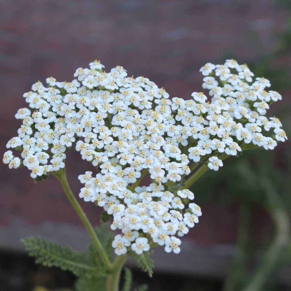 Blue Yarrow plant