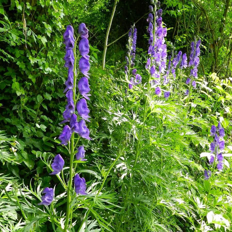 Aconitum Napellus plant