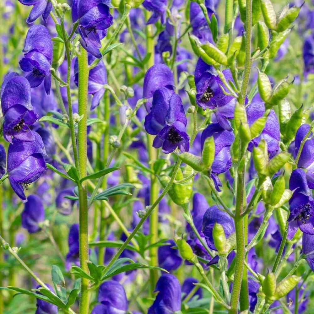 Aconitum Napellus plant