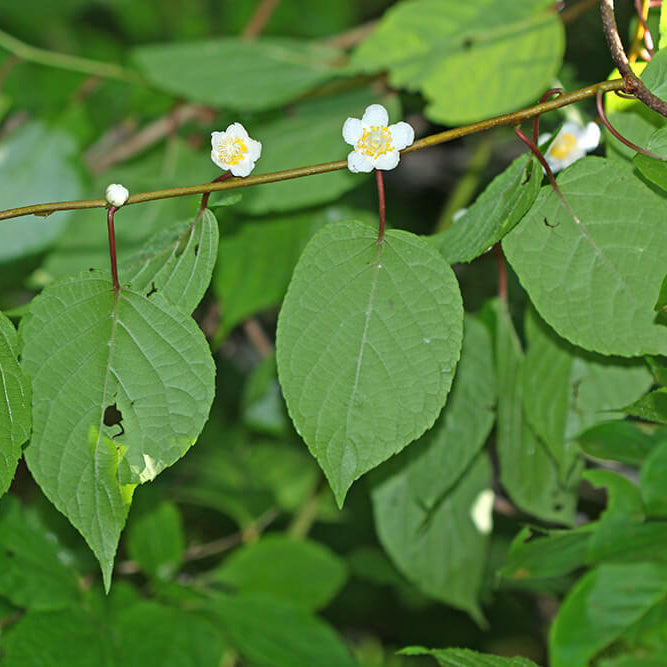 Actinidia Polygama plant
