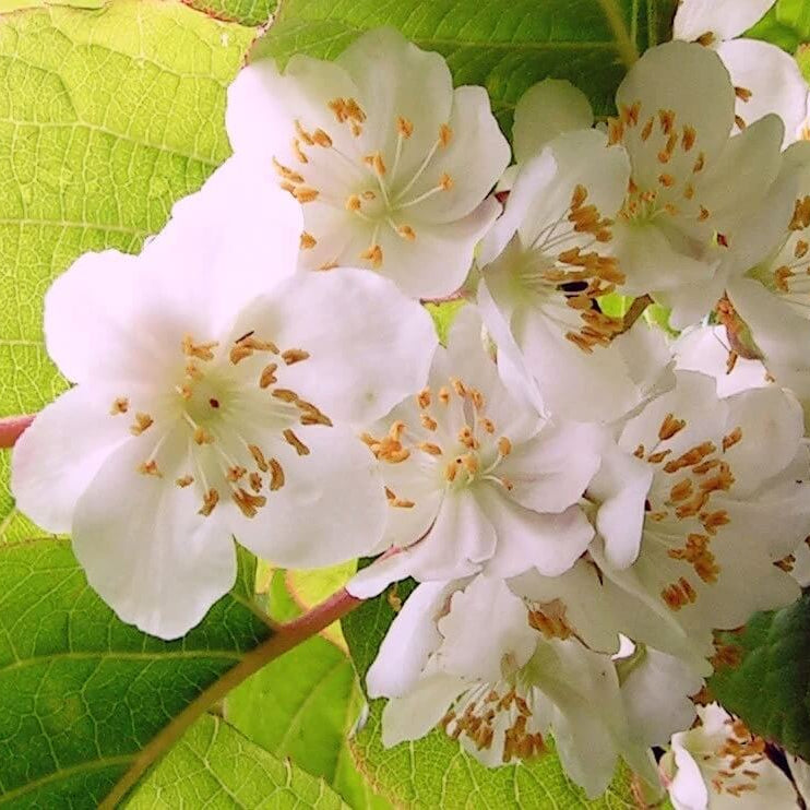Actinidia Polygama plant