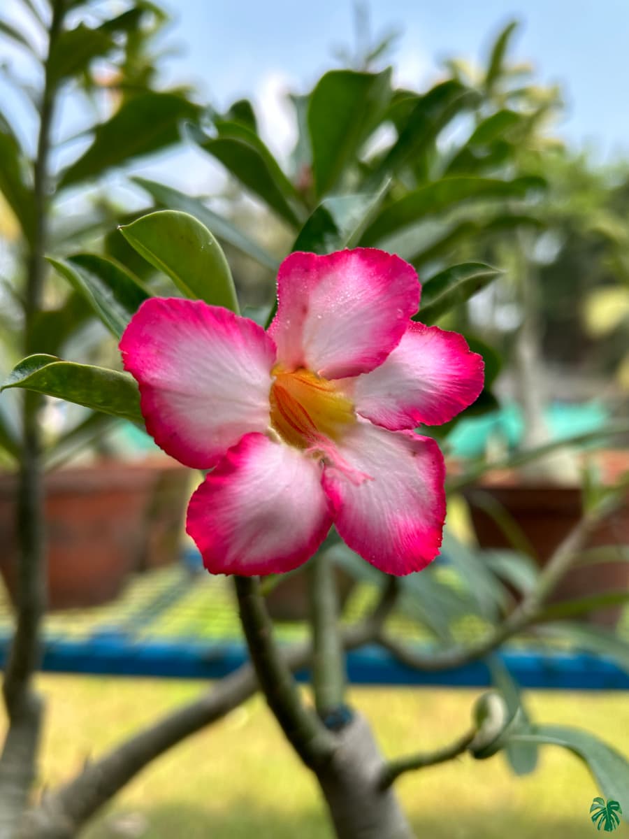 Adenium flower seeds
