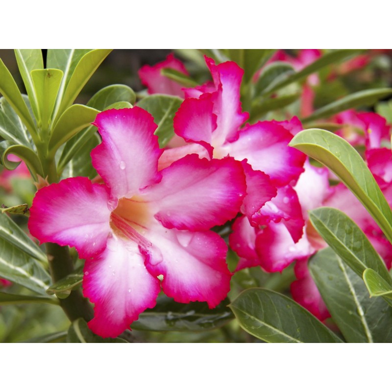 Pink Adenium flower seeds