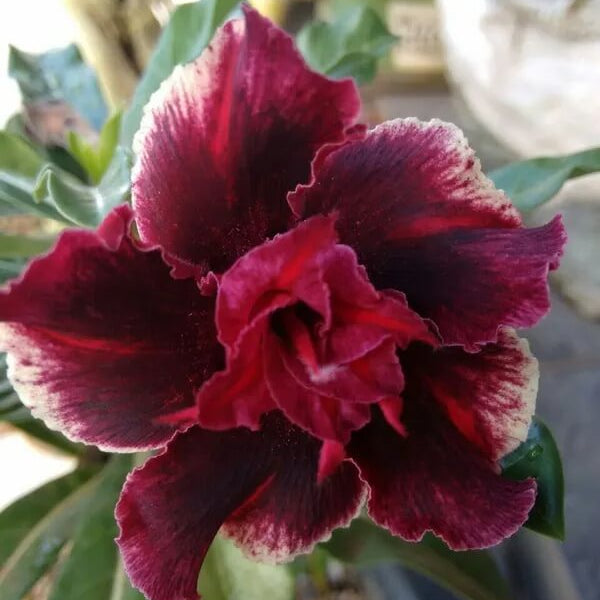 Burgundy Adenium plant