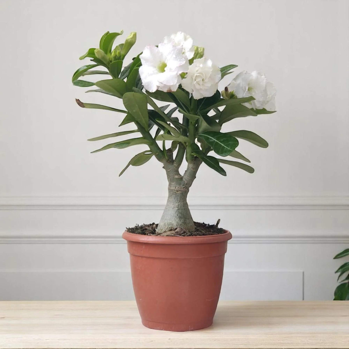 Adenium plant