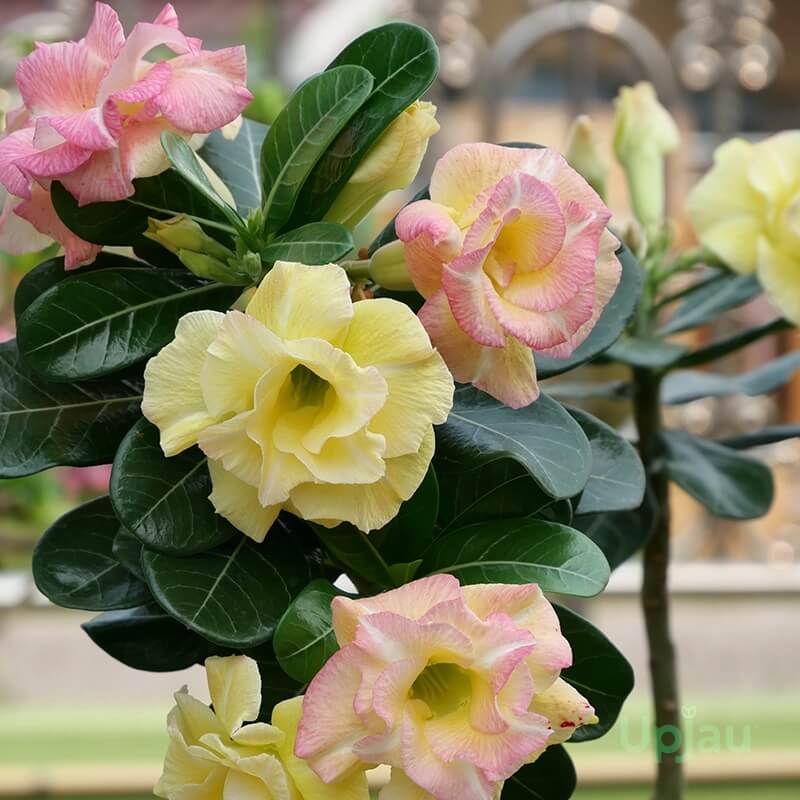 Adenium plant