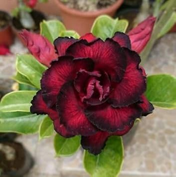 Black Adenium plant