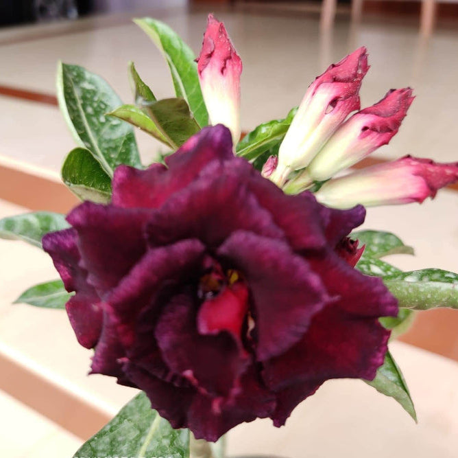 Burgundy Adenium plant