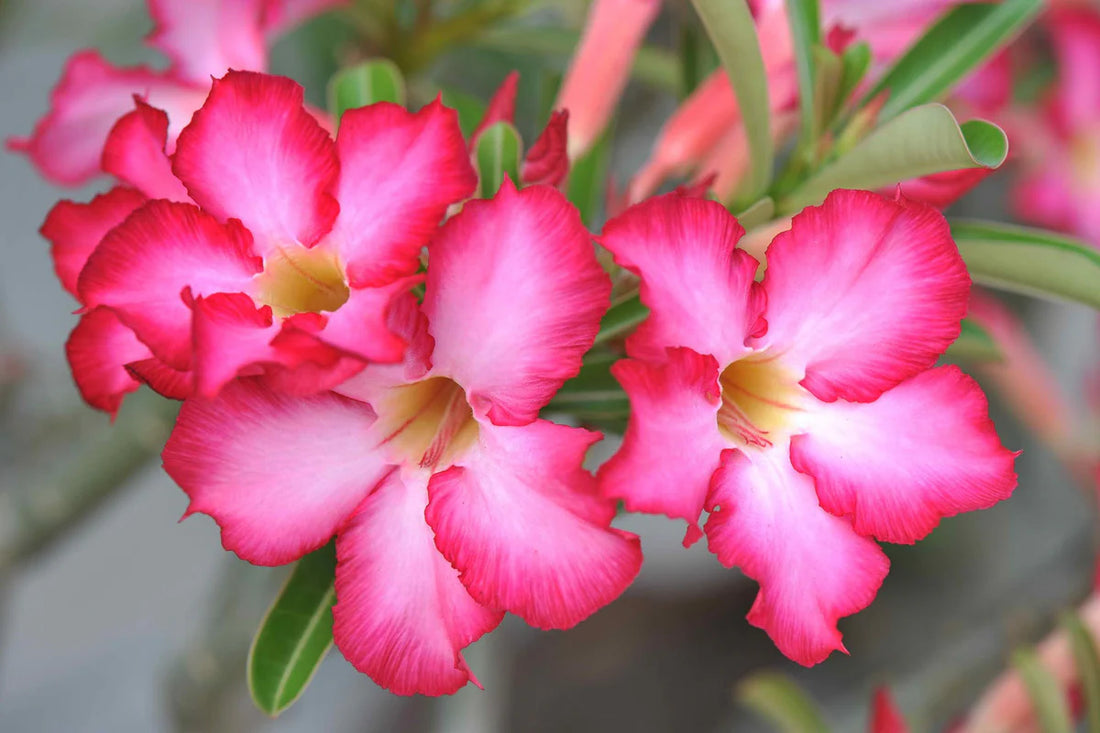 Light Pink flower seeds