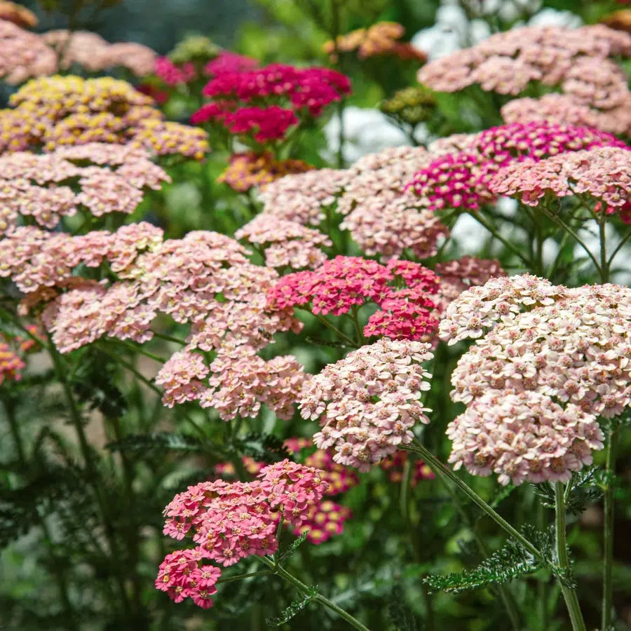 Purple Achillea flower seeds