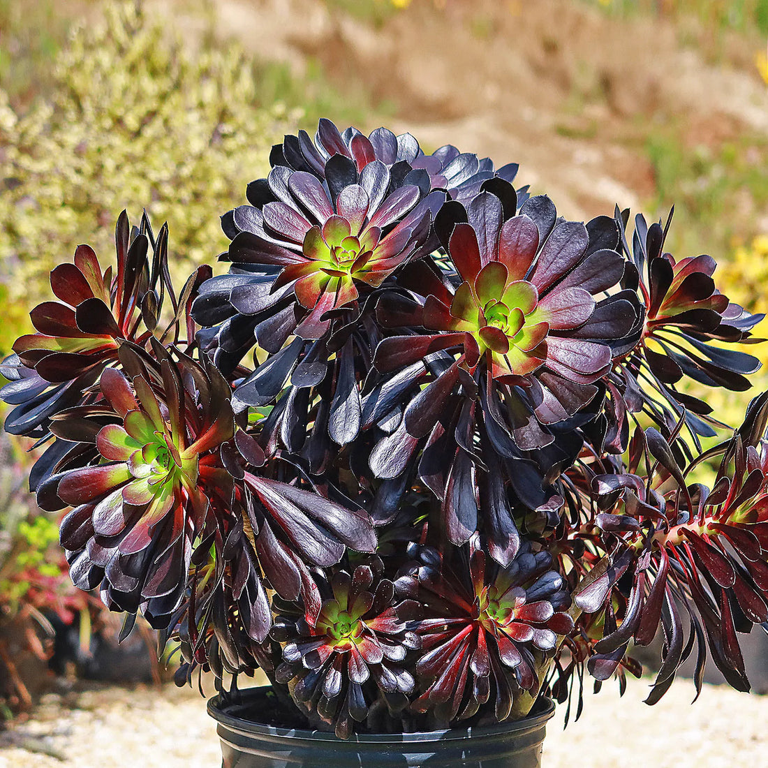 Aeonium flower seeds