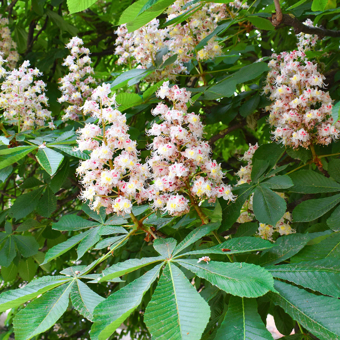 Horse Chestnut flower seeds