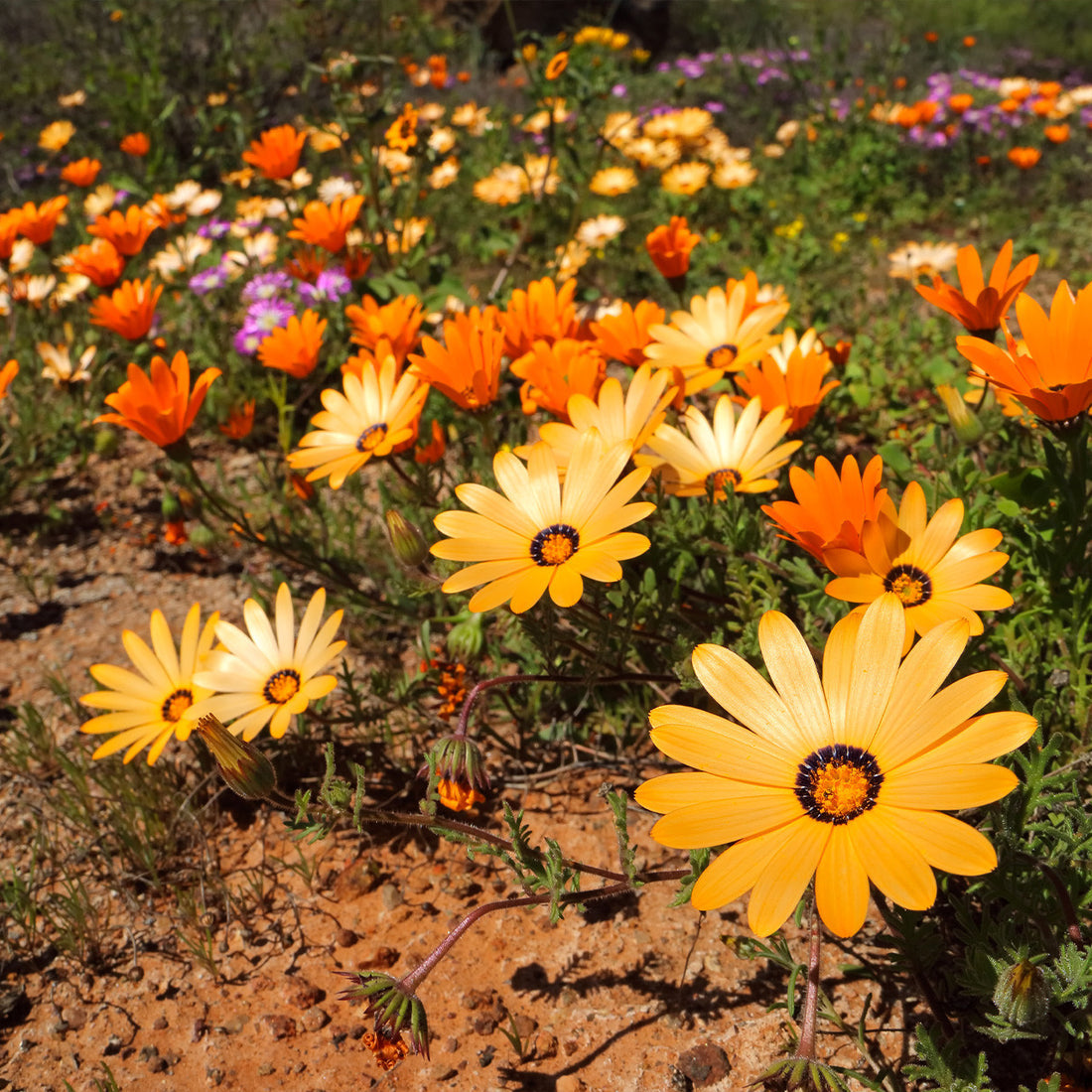 Dimorphotheca flower seeds