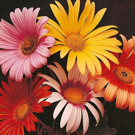 Rollier African Daisy plant