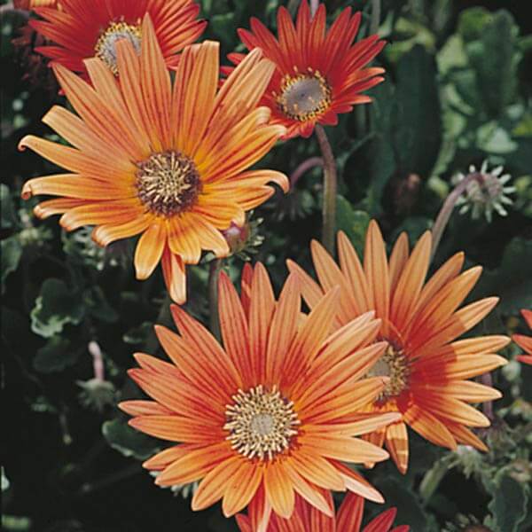 Rollier African Daisy plant