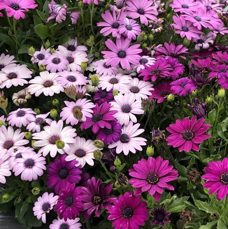 Osteospermum African Daisy plant
