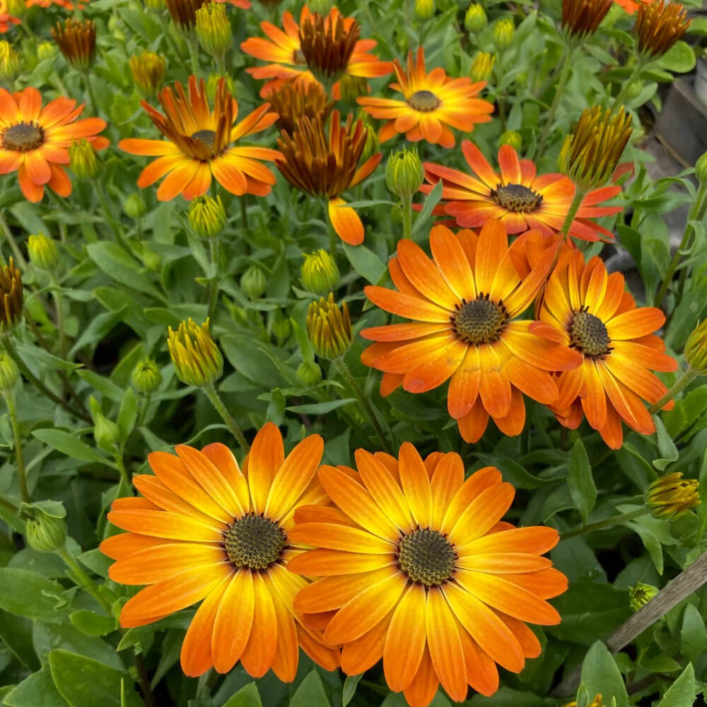 African Daisy plant