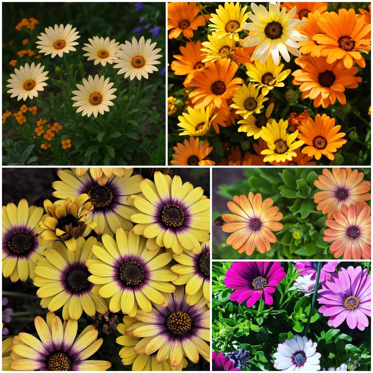 African Daisy plant