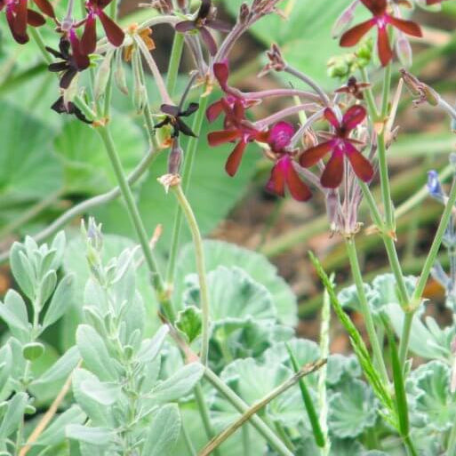 African Geranium plant