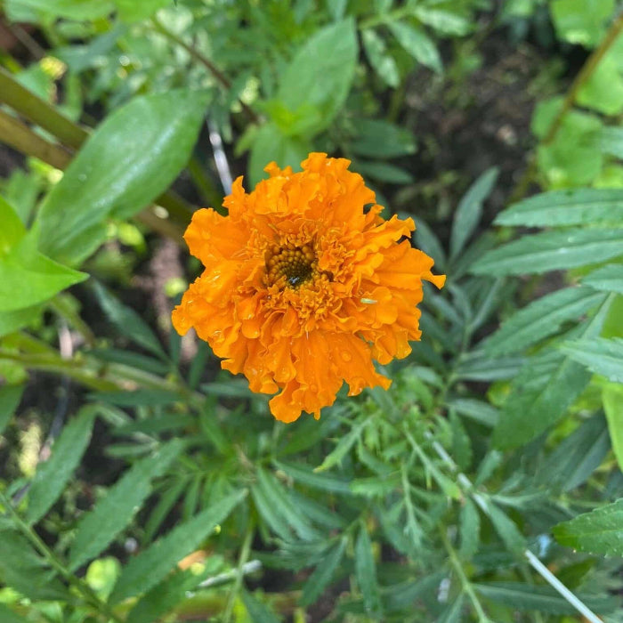 African Mix Marigold plant
