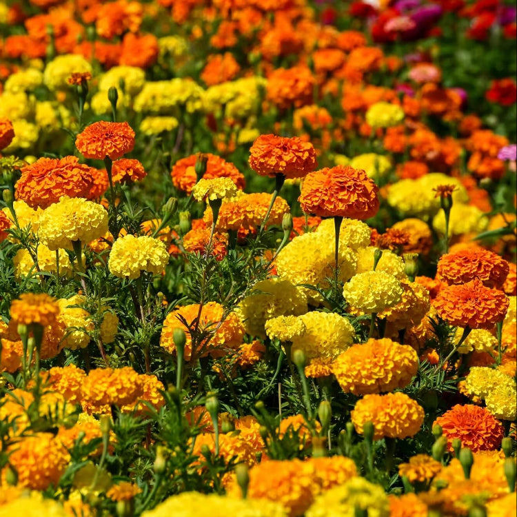 African Mix Marigold plant