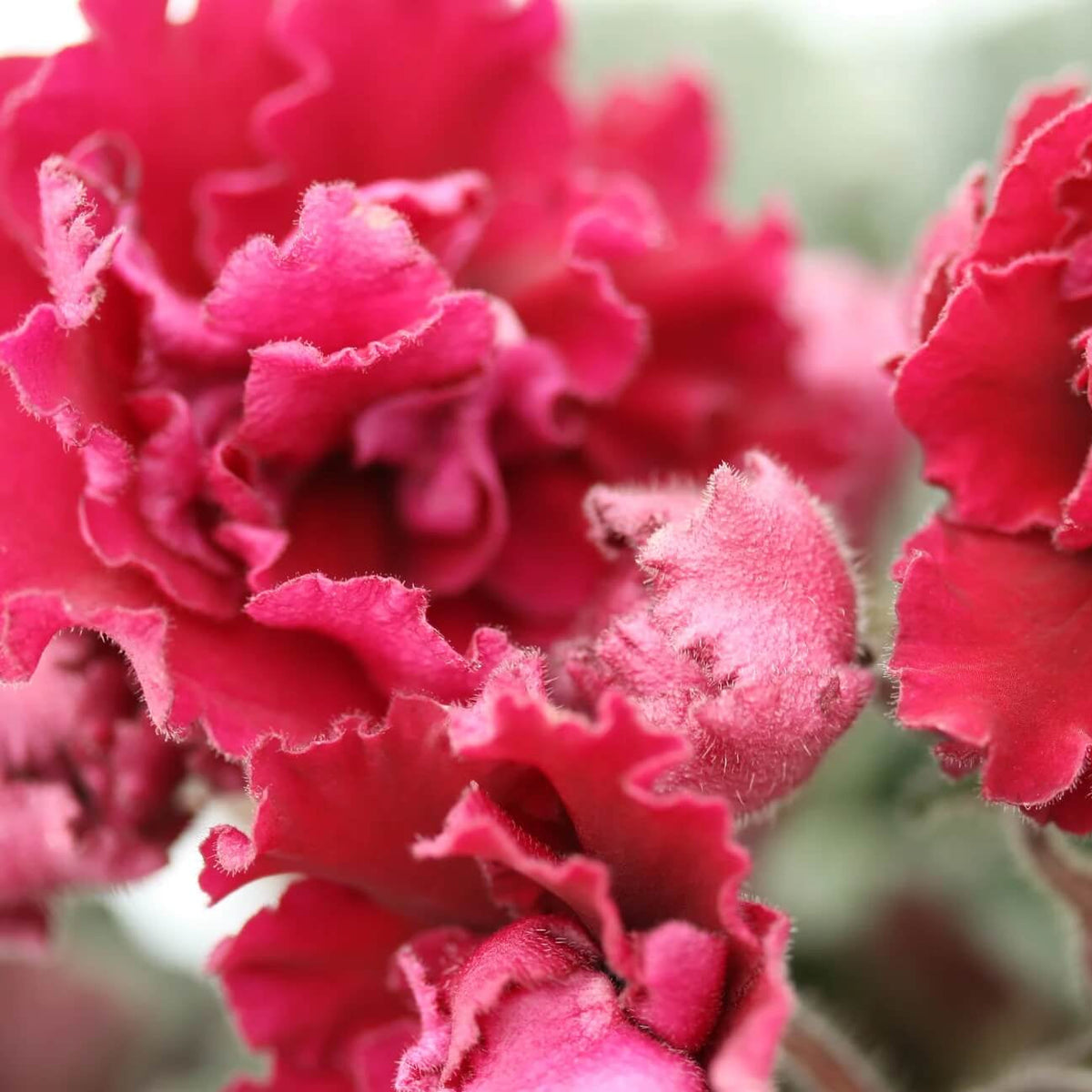 Saintpaulia African Violet plant