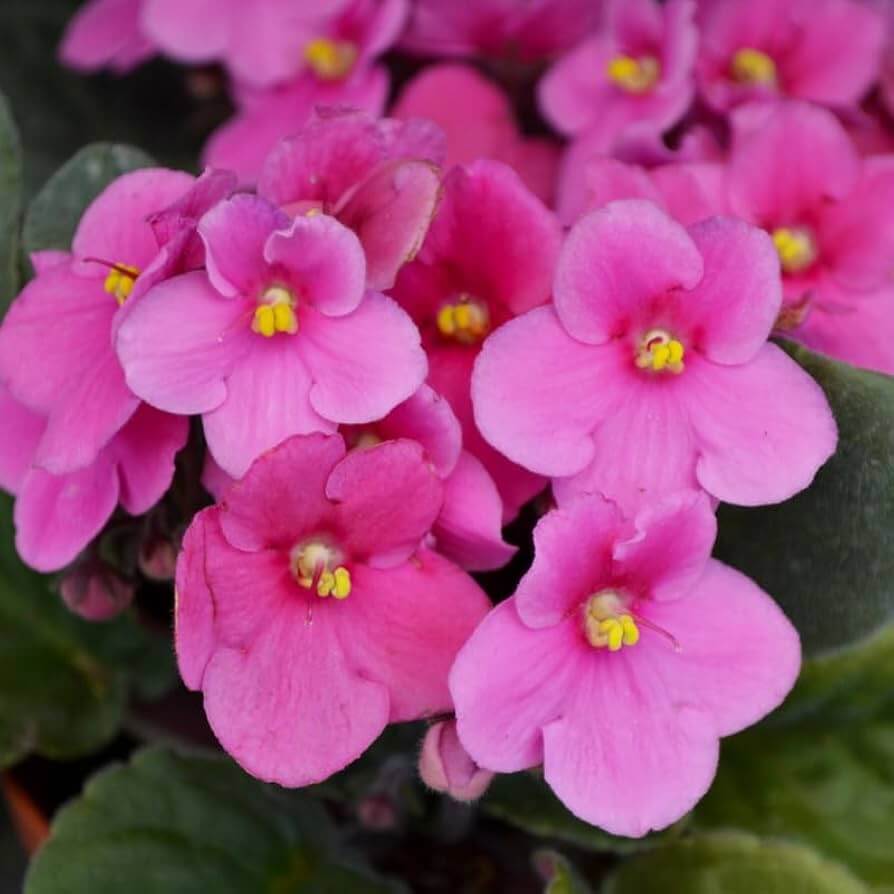 Pink African Violet plant