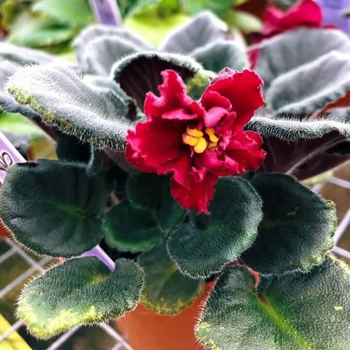 Saintpaulia African Violet plant