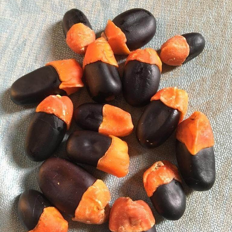 African oxalis plant