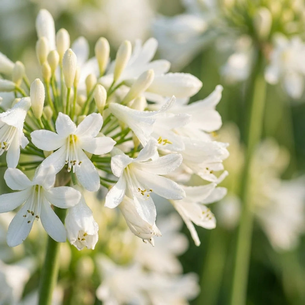 Agapanthus Africanus flower seeds
