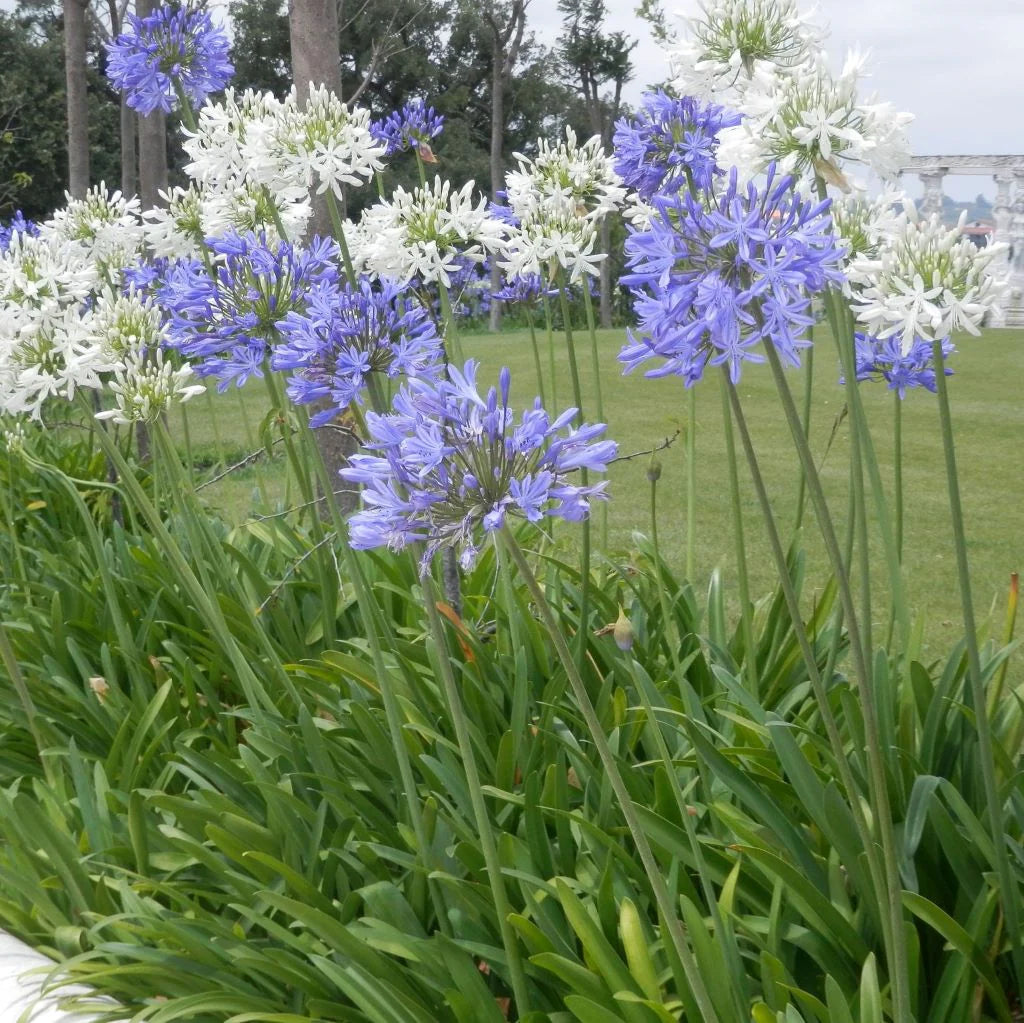 Agapanthus flower seeds