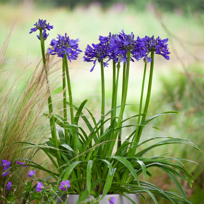 African Lily Agapanthus plant