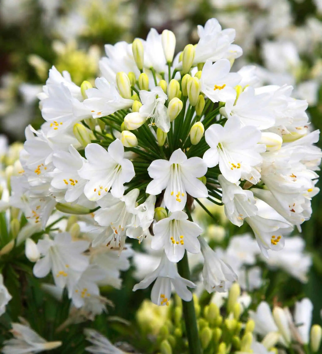 White Agapanthus flower seeds