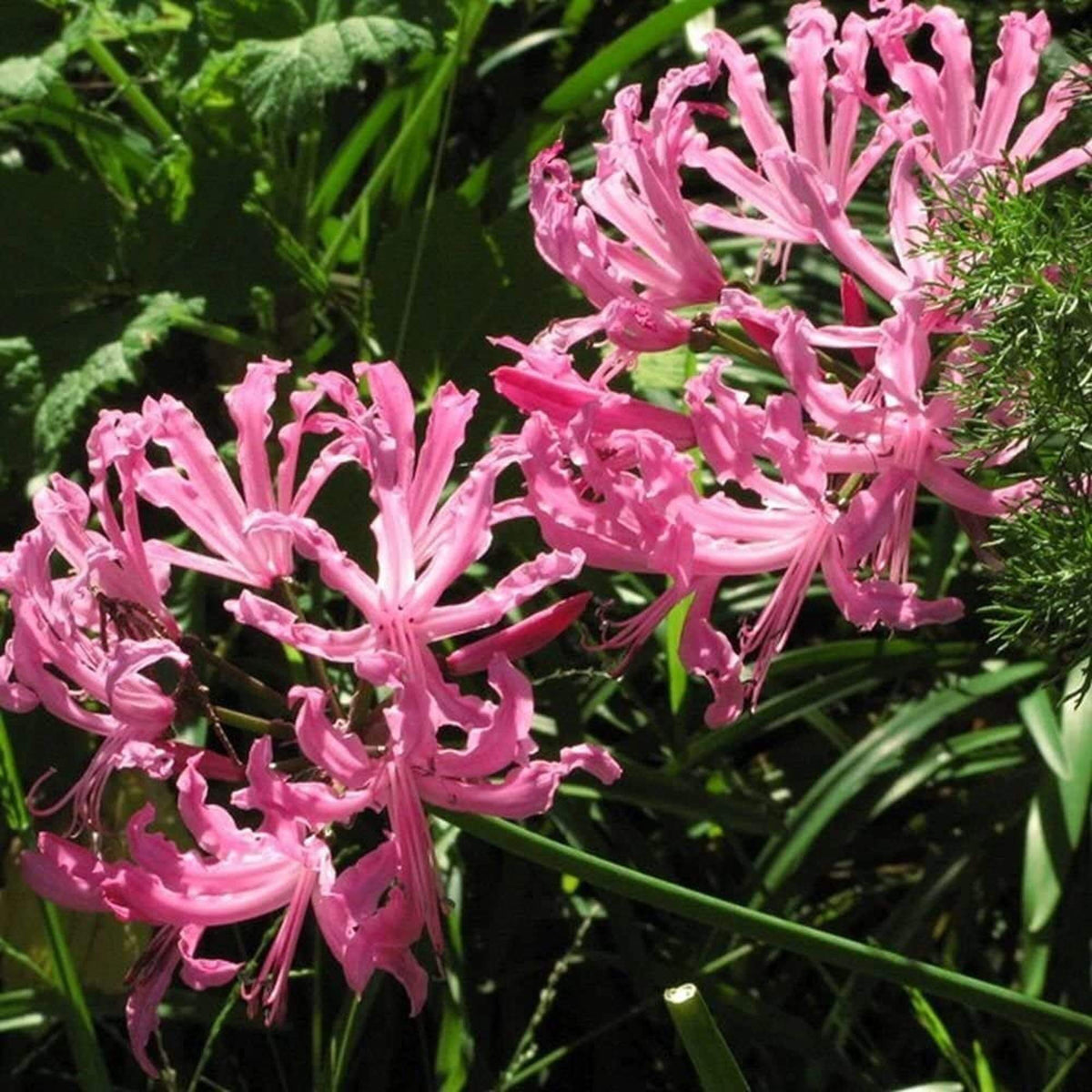 African Lily Agapanthus plant