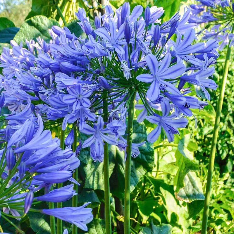 Agapanthus plant